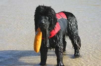 Photograph of a Black Newfoundland with a retrieve object