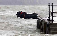 Photograph of a Newfoundland jumping into the sea from a jetty