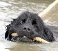 Photograph of a Black Newfoundland towing a boat with a rope