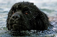 Photograph of a Black Newfoundland swimming