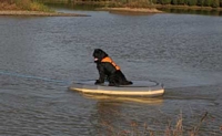 Photograph of a Newfoundlands sitting on an upturned rib