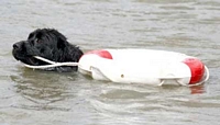Photograph of Meg, a Newfoundland towing a life-saving buoy