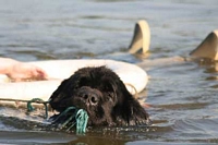 Photograph of Sam, a Black Newfoundland pulling a life saving buoy