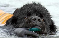 Photograph of Sam, a Black Newfoundland performing a hand-tow simulated rescue