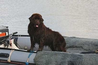 Photograph of a Brown Newfoundland standing in a RIB
