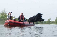 Photograph of a Black Newfoundland leaping from a boat