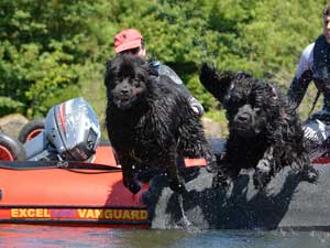 Two Black Newfoundlands jumping from a boat