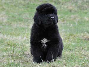 A Black Newfoundland Puppy sitting