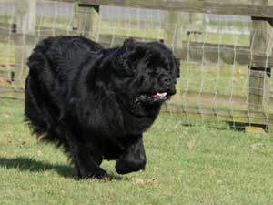 A Black Newfoundland running