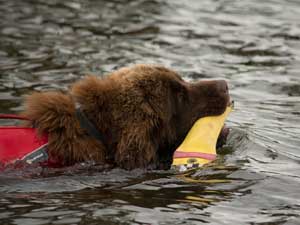 Brown Newfoundland swimming with a retrieve dummy