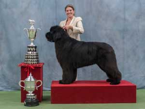 Show winning Black Newfoundland with Club trophies