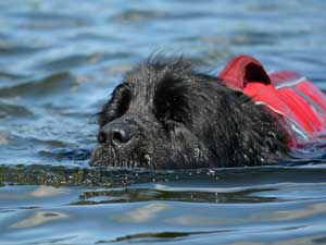 Black Newfoundland swimming