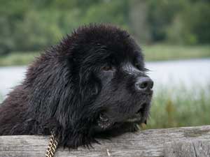 Black Newfoundland head looking over a wooden rail