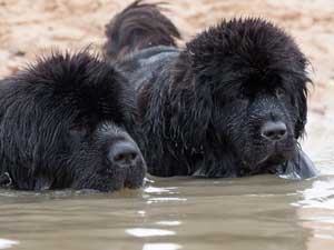 Two Black Newfoundlands abouty to enter the water