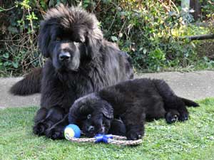 A Black Newfoundland female with a young Black Newfoundland puppy