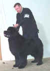 Novice Dog.jpg (8537 bytes)