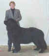 Open Dog.jpg (9593 bytes)