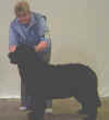 Puppy Bitch.jpg (6911 bytes)