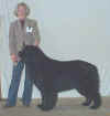 Sp Open Dog Bl.jpg (9611 bytes)