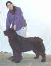 Sp Open Dog Br.jpg (9569 bytes)