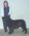 Sp Yearling Dog.jpg