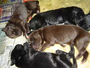 A group of young Newfoundland puppies