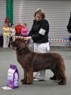 1st Special Open Dog (Brown)