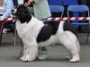 1st Special Open Dog (Landseer)