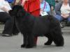 1st Special Open Dog (Black)