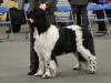 1st Special Open Dog (Landseer)