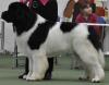 1st Special Open Dog (Landseer)