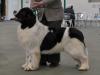 1st Special Open Dog (Landseer)