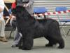 1st Special Open Dog (Black)