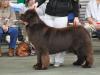 1st Special Open Dog (Brown)