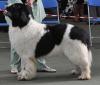 1st Special Open Dog (Landseer)