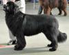 1st Special Open Dog (Black)