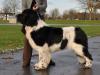 1st Special Open Dog (Landseer)