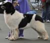 1st Special Open Dog (Landseer)